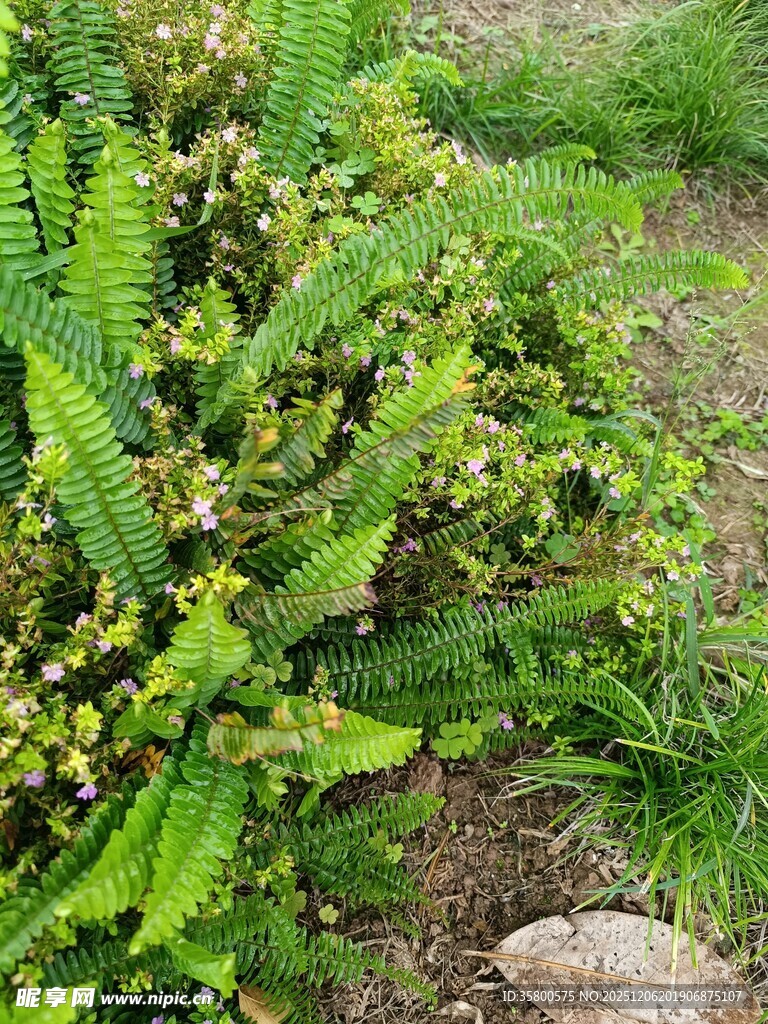 翠绿蕨类植物生机盎然