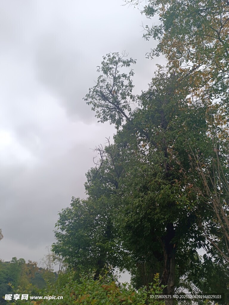 阴天中的葱郁树木