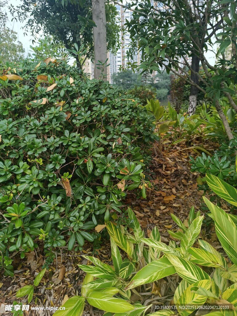 户外绿植景观