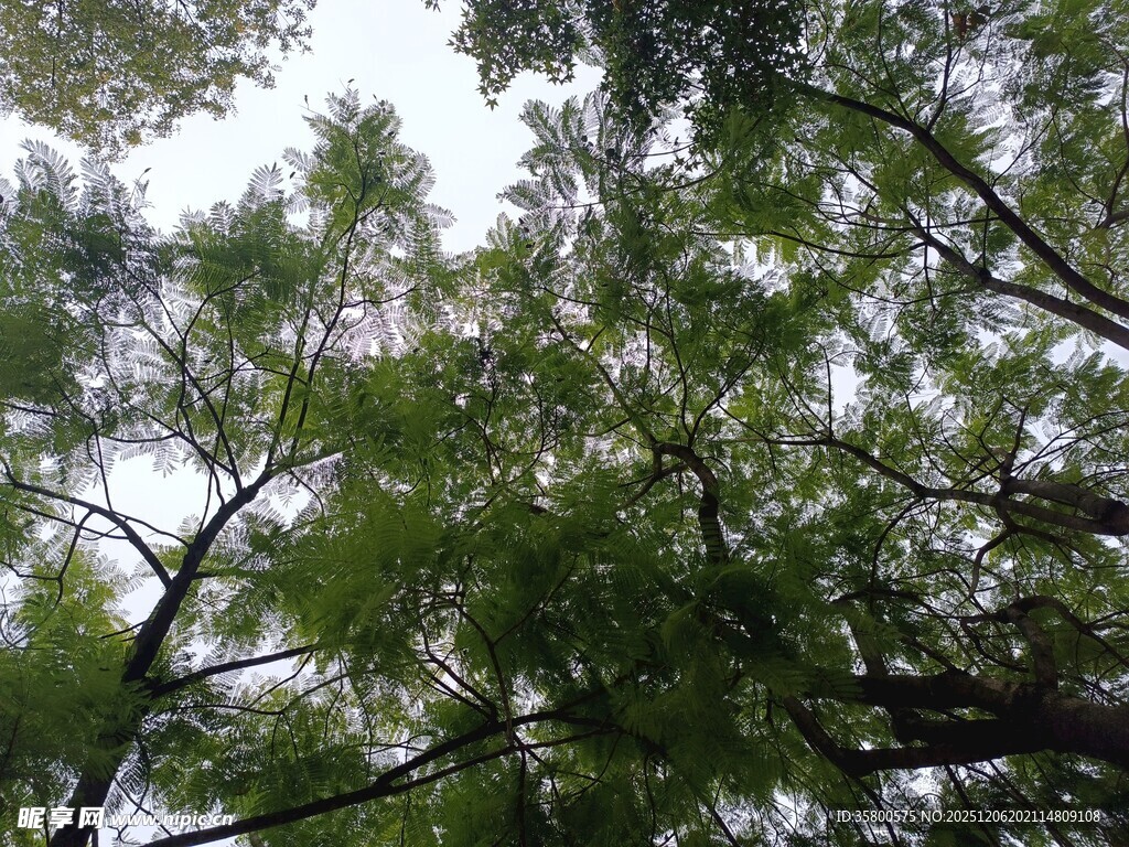 仰视茂密树林绿意盎然