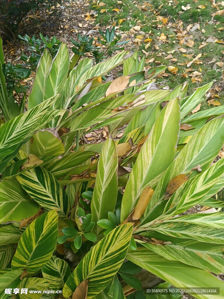 斑斓叶片的翠绿植物