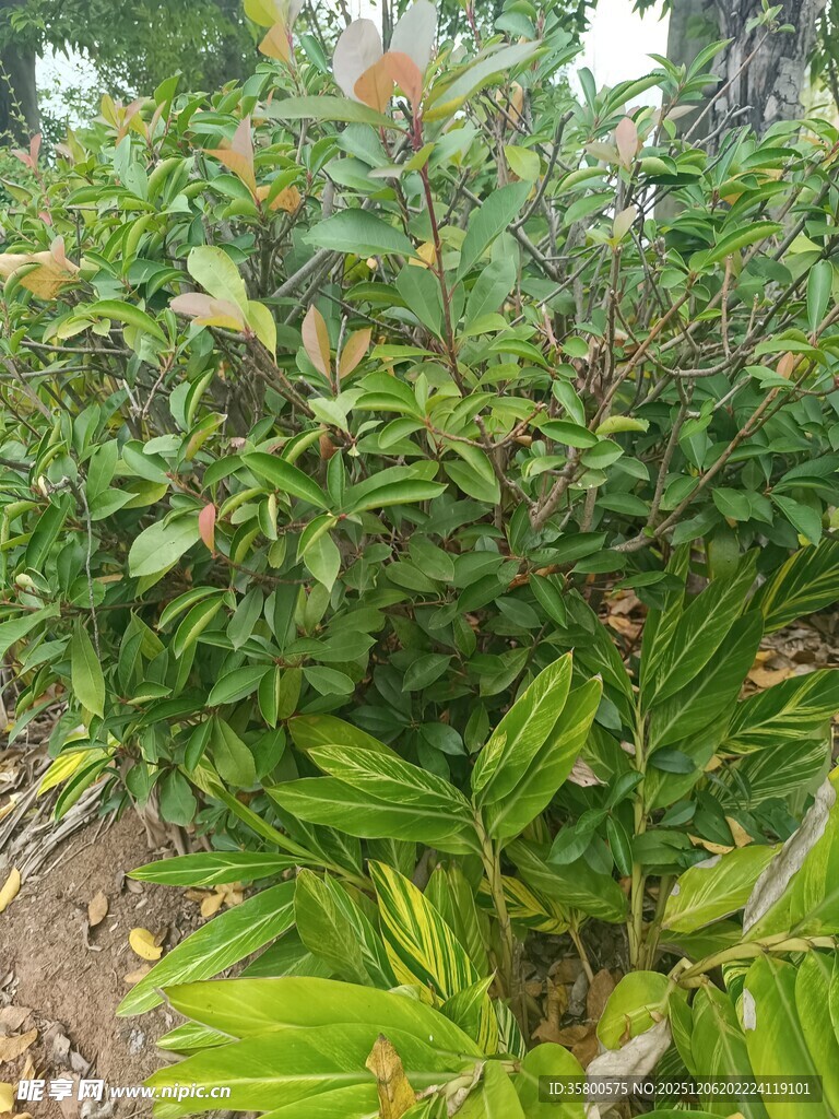 绿叶繁茂的植物景观