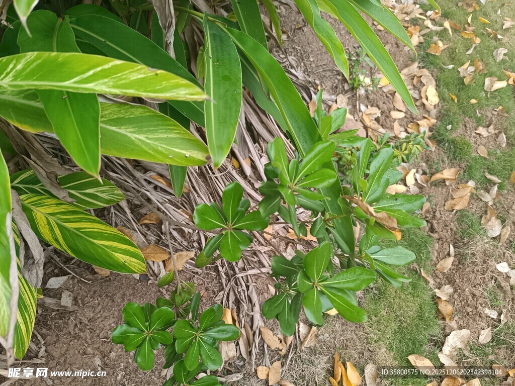 地面绿植与繁茂枝叶景象