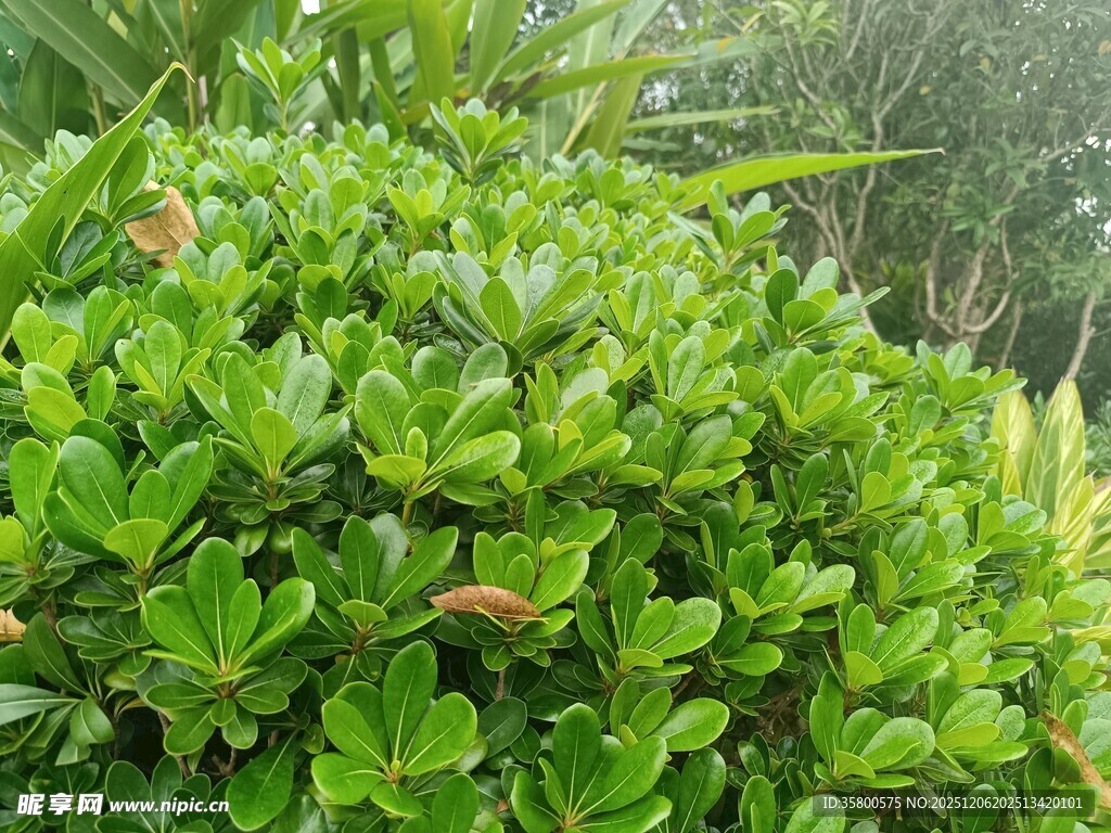 翠绿茂密的灌木丛