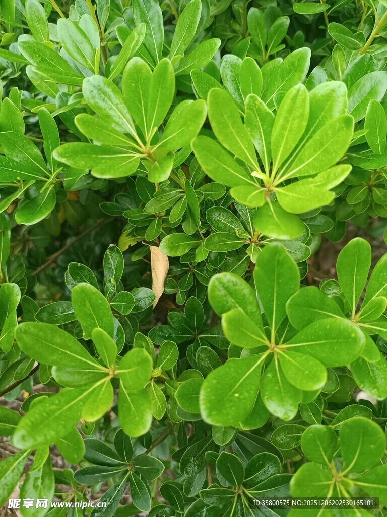翠绿繁茂的绿植叶片