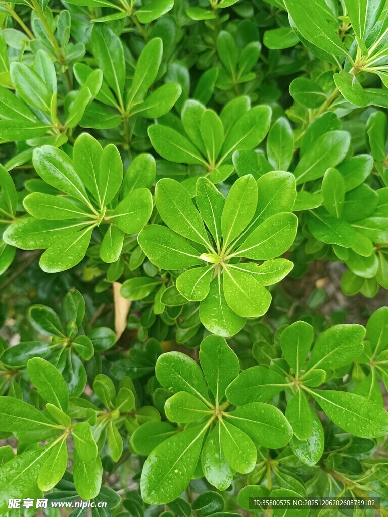 翠绿茂盛的植物叶片