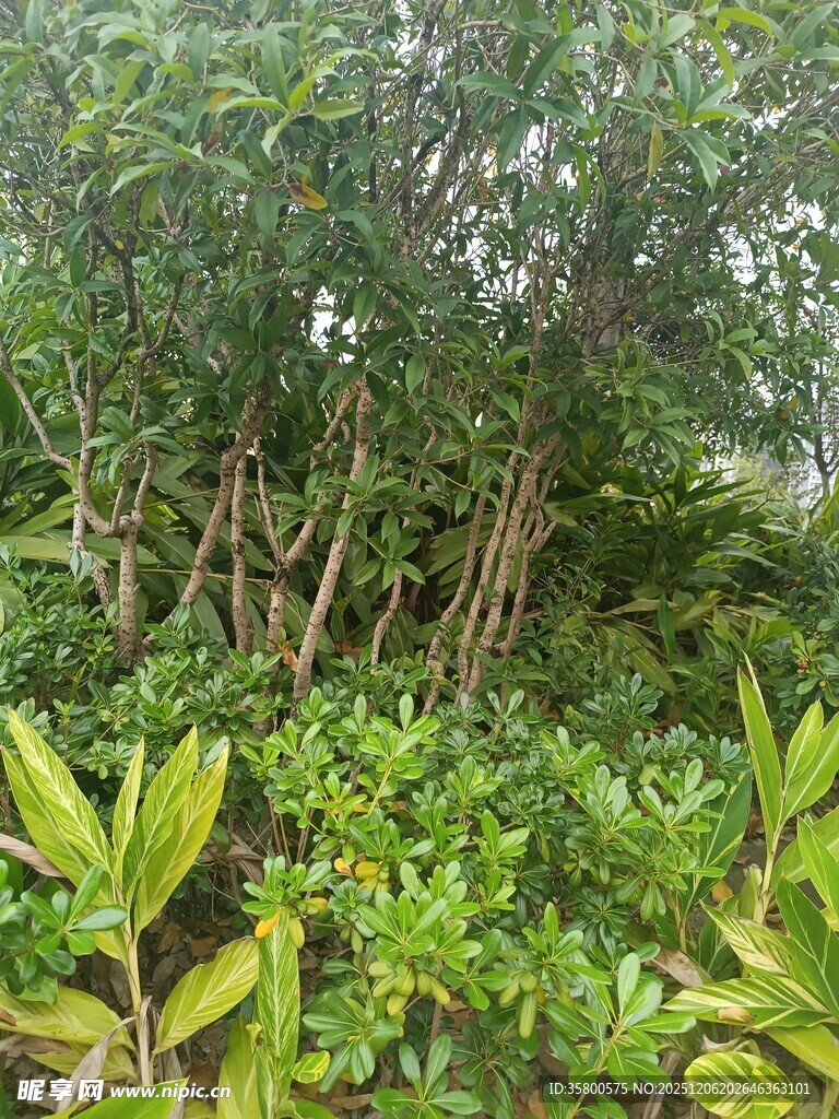 茂密丛林中的多样绿植