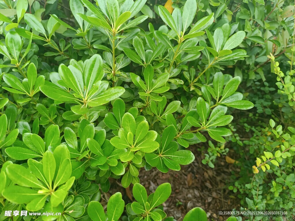 翠绿繁茂的叶片植物