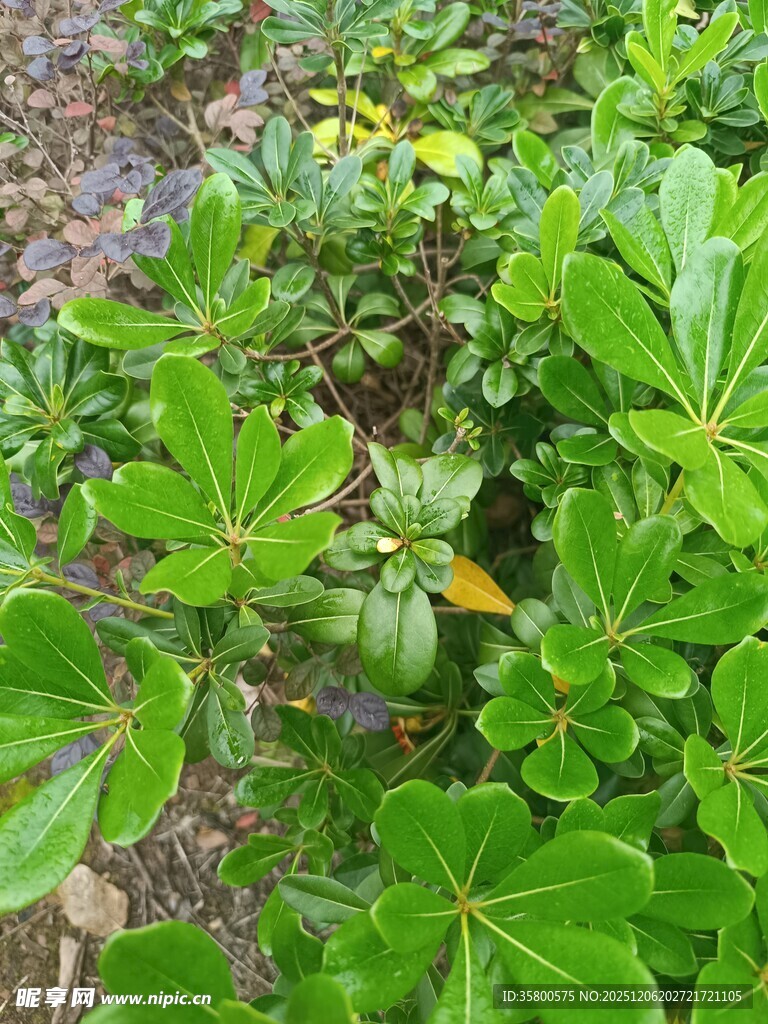 绿叶间的生机与自然之美