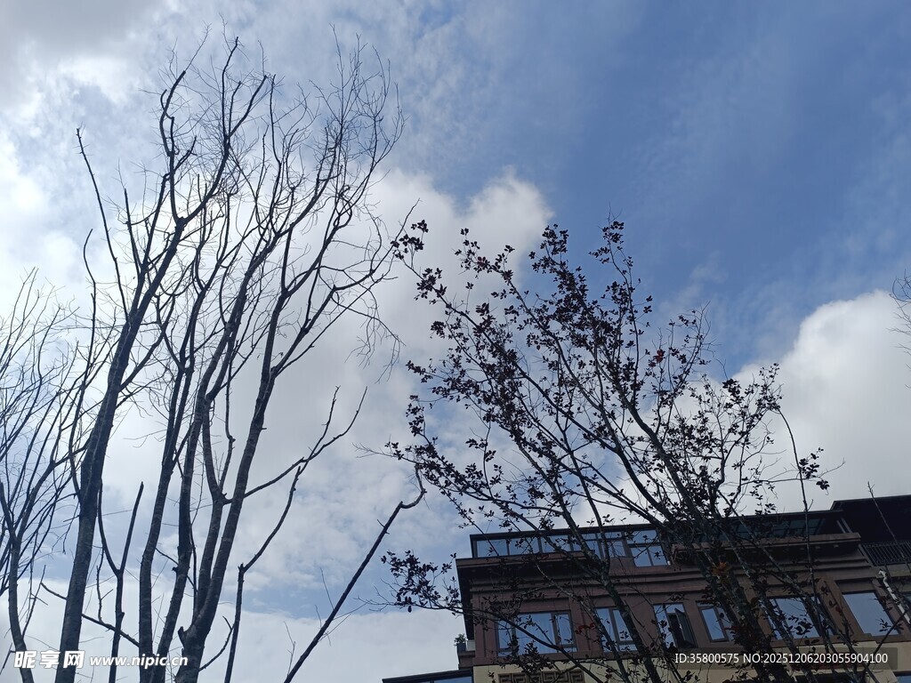 蓝天枯枝旁的房屋