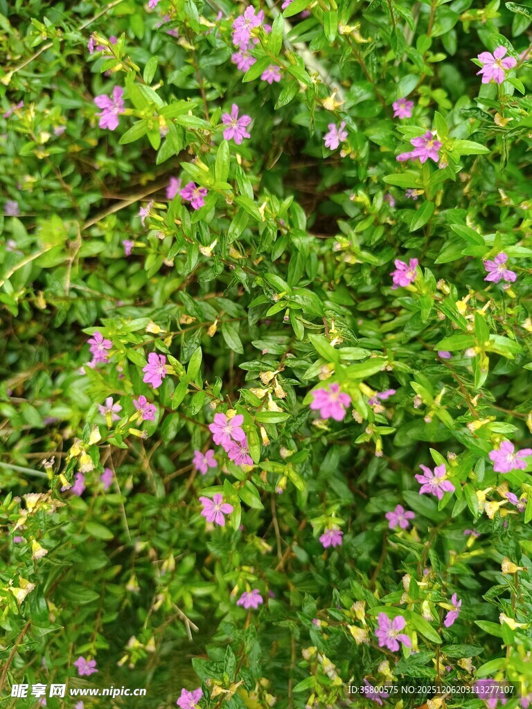 繁茂绿叶间的紫色小花