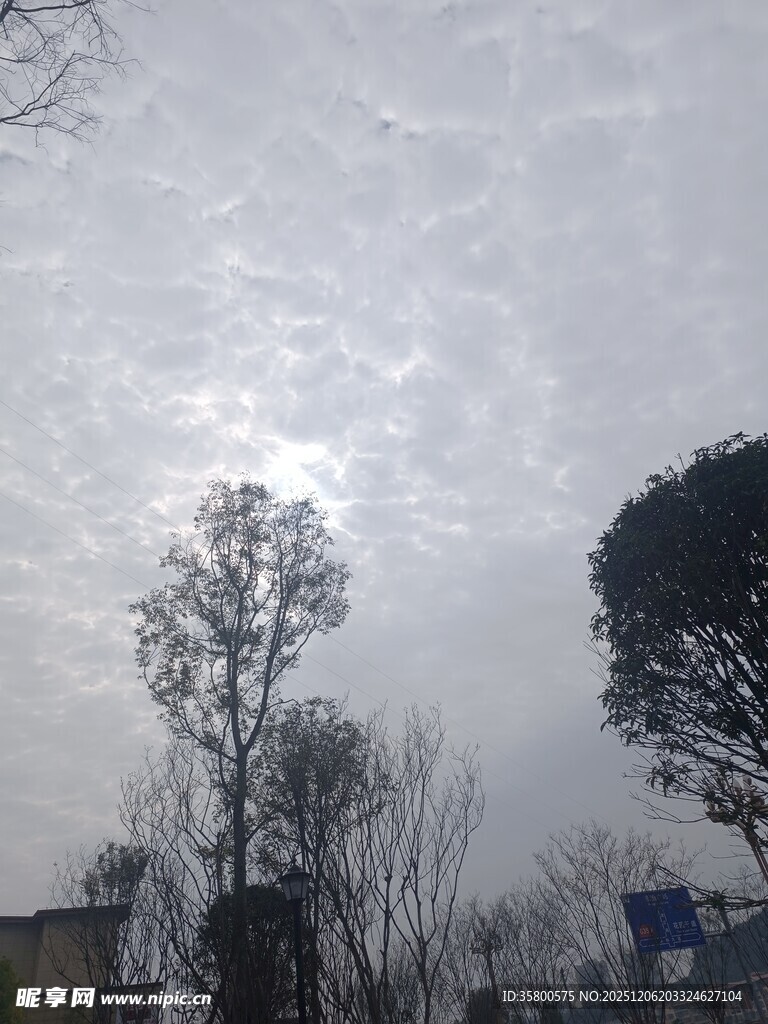 冬日灰白天空下的树木