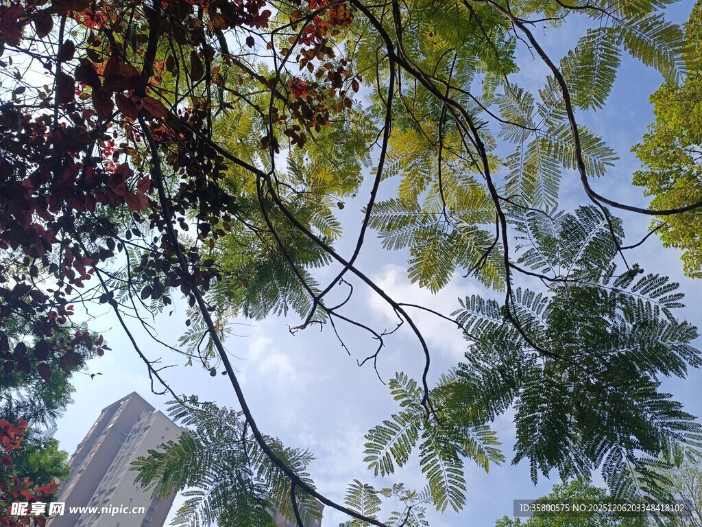 仰视斑斓枝叶与蓝天