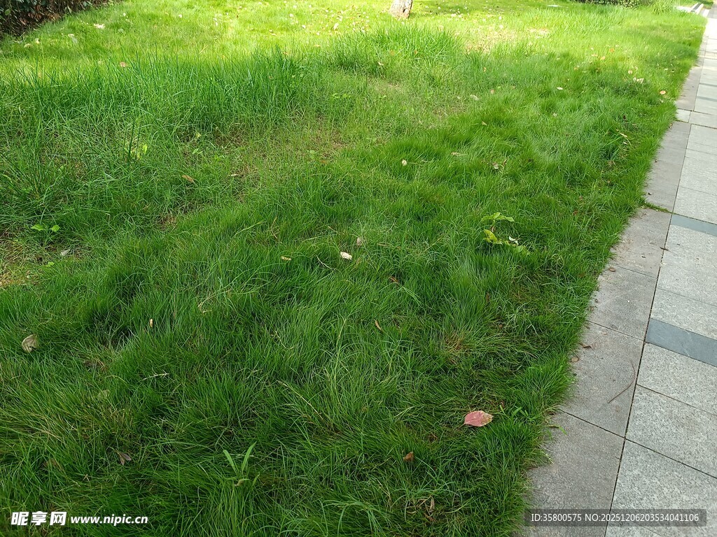 路边翠绿草坪