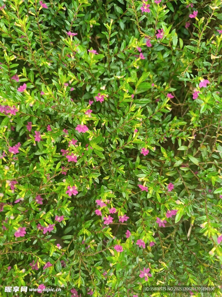 绿叶丛中的粉色小花