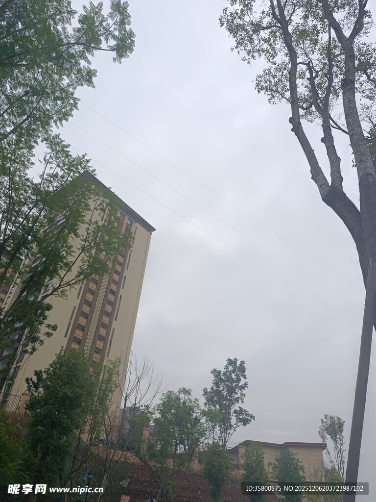 城市中树木与高楼景观