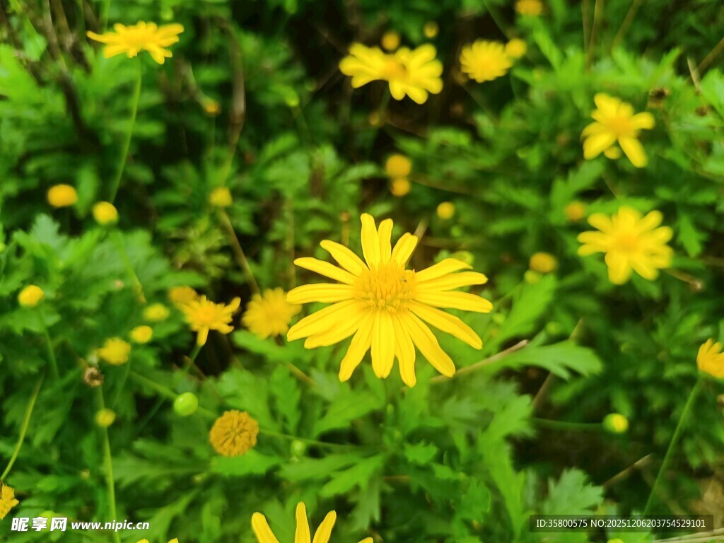 绽放的黄色小花
