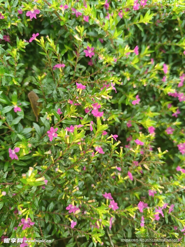 繁茂绿植间的娇艳粉花