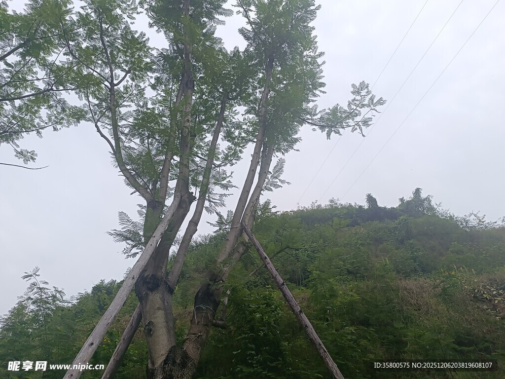 山坡上的树木与劳作场景