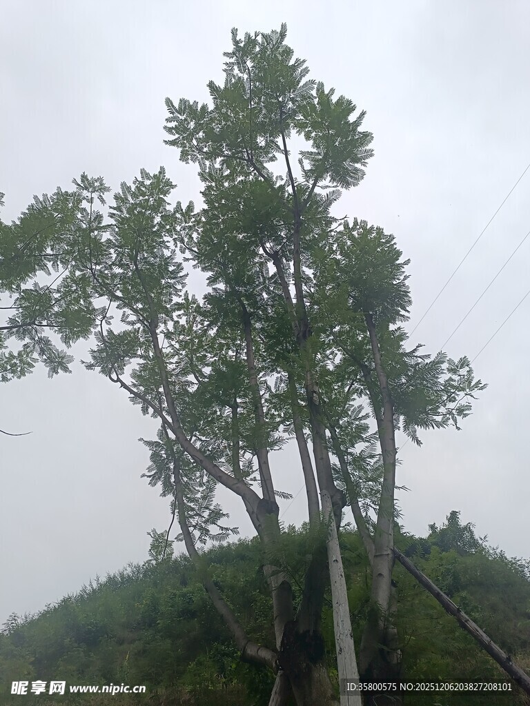 山坡上的几棵挺拔绿树