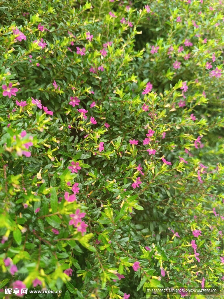 繁花绿叶交织的美丽景致