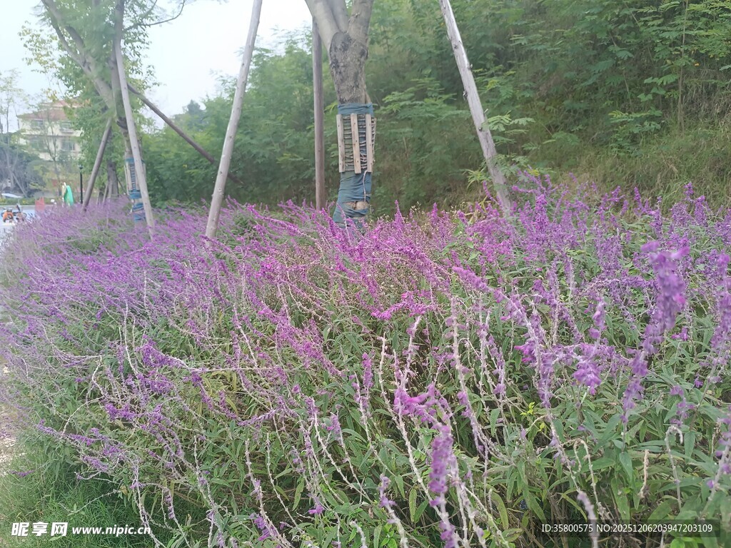 紫色花丛中的自然风光