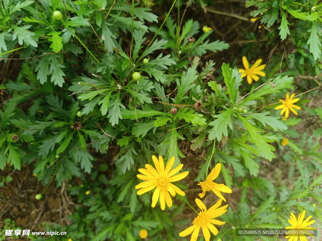 绿叶丛中绽放的黄色小花