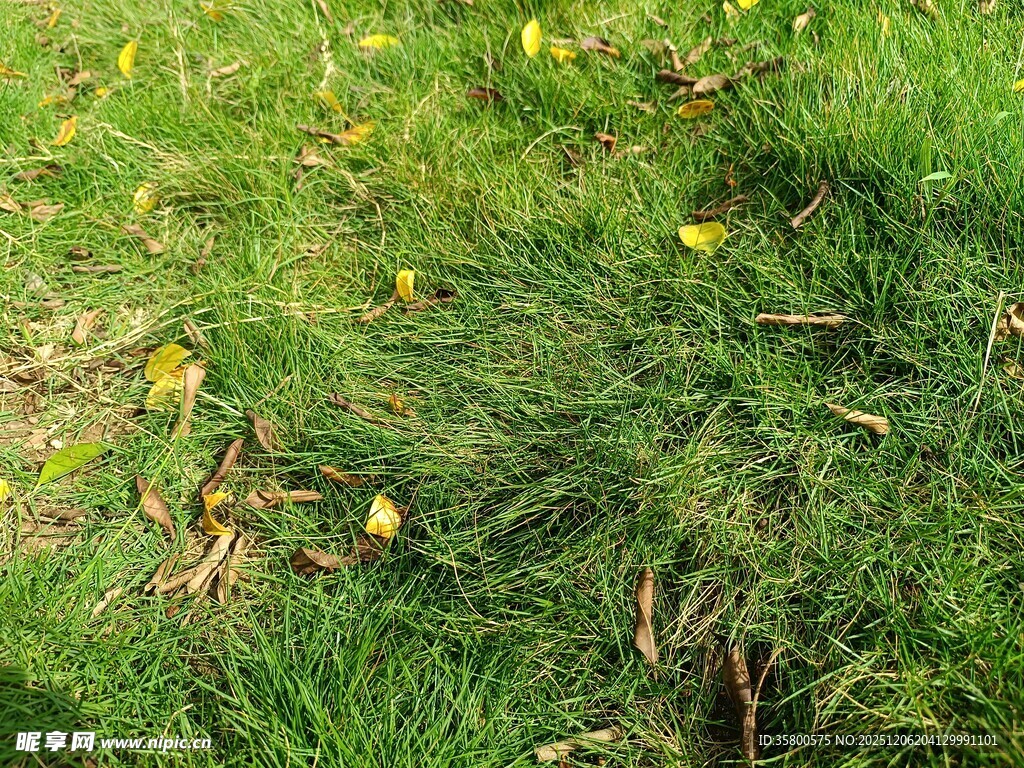 草地上的黄色小花与枯叶