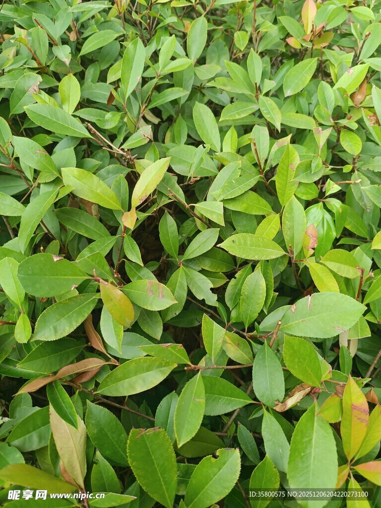 翠绿繁茂的植物叶片