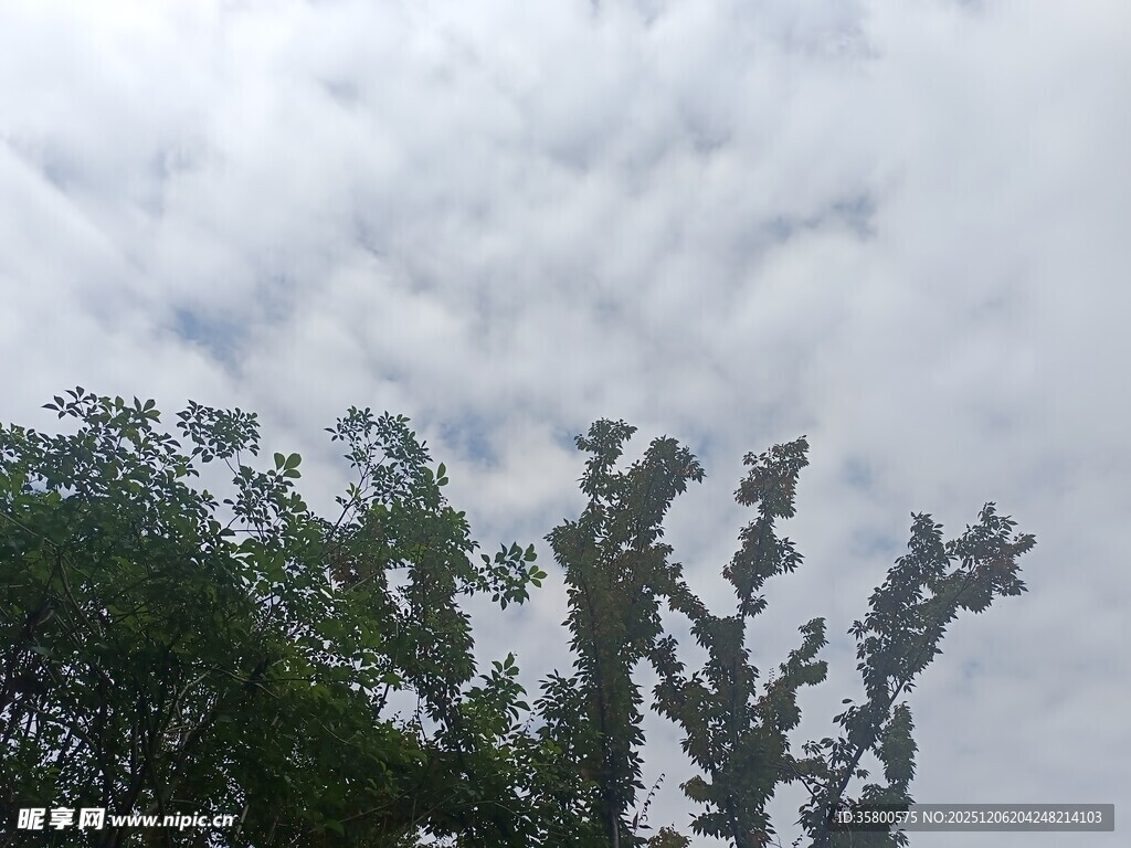 树梢上的多云天空