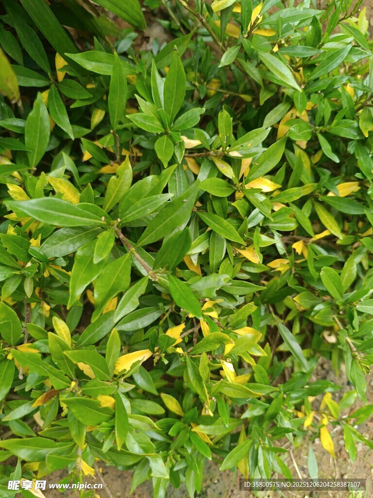 翠绿繁茂的植物叶片