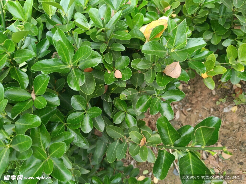 绿叶繁茂的灌木丛