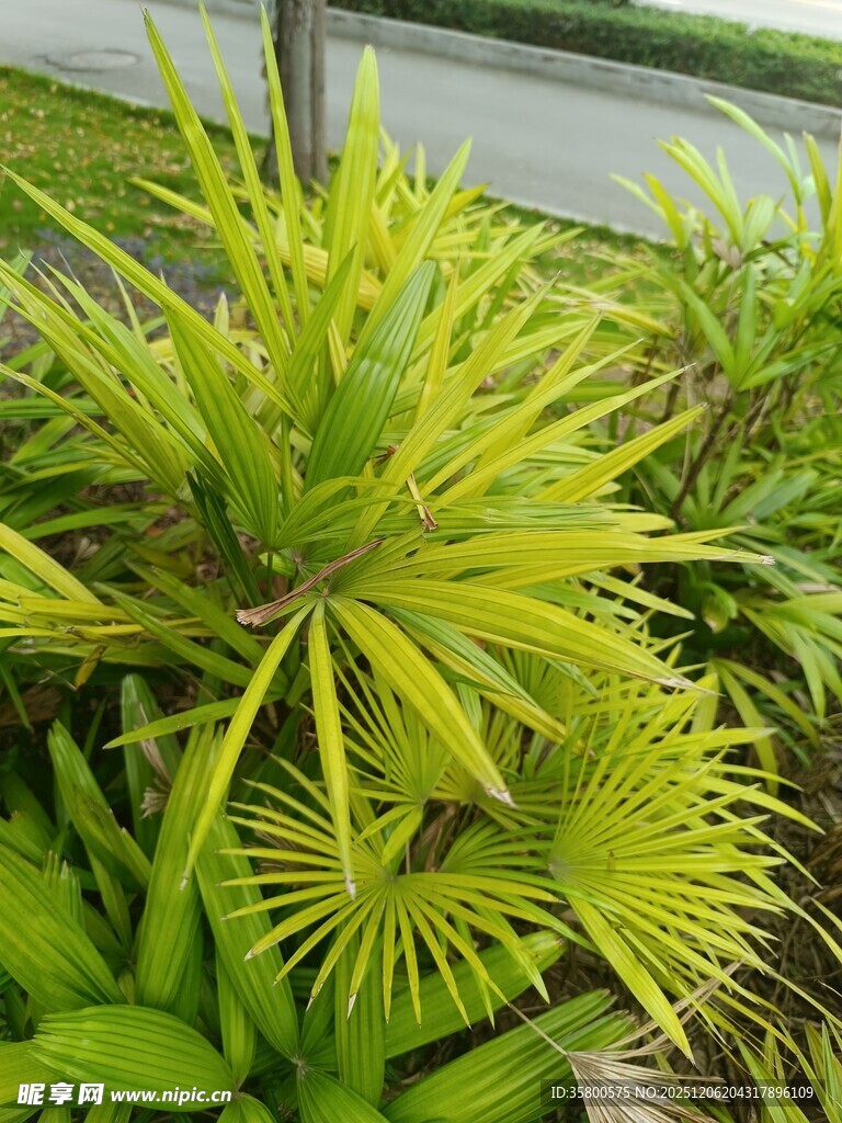 翠绿龙舌兰植物特写