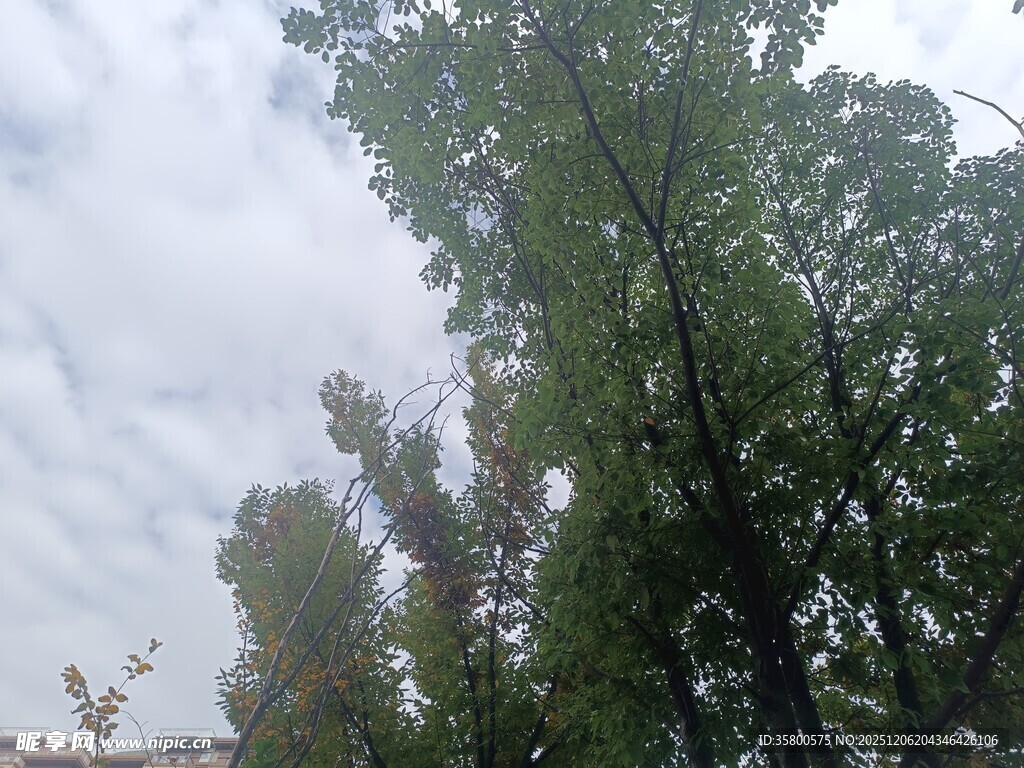 阴天中的葱郁树木