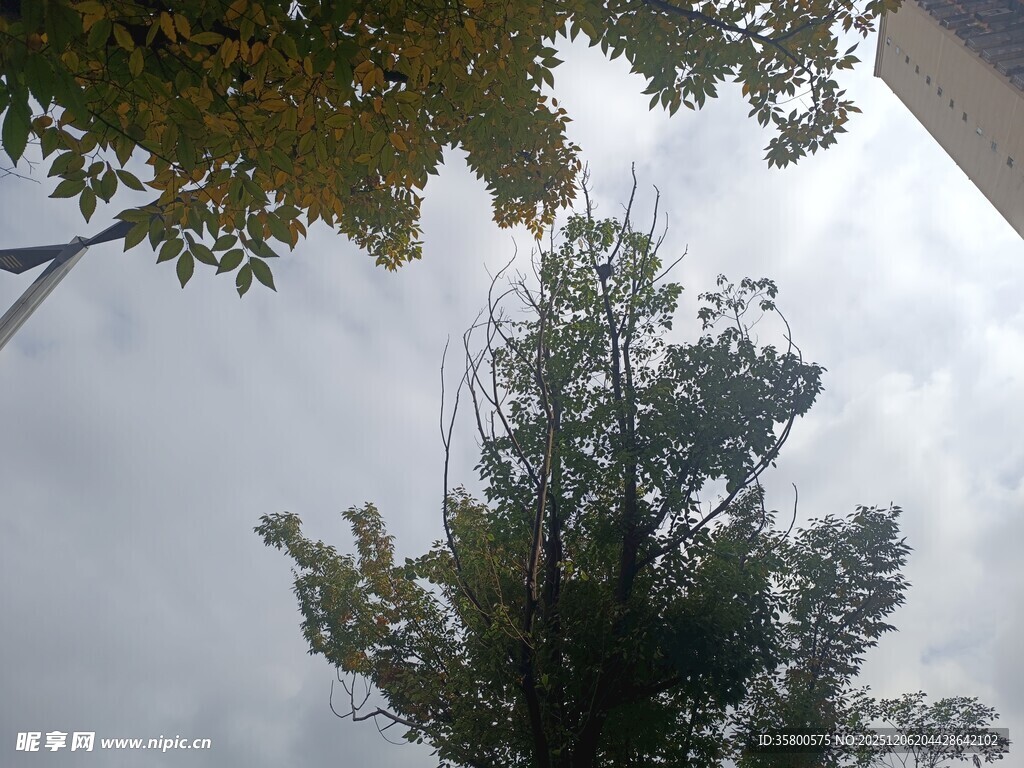 仰视天空中的葱郁树木