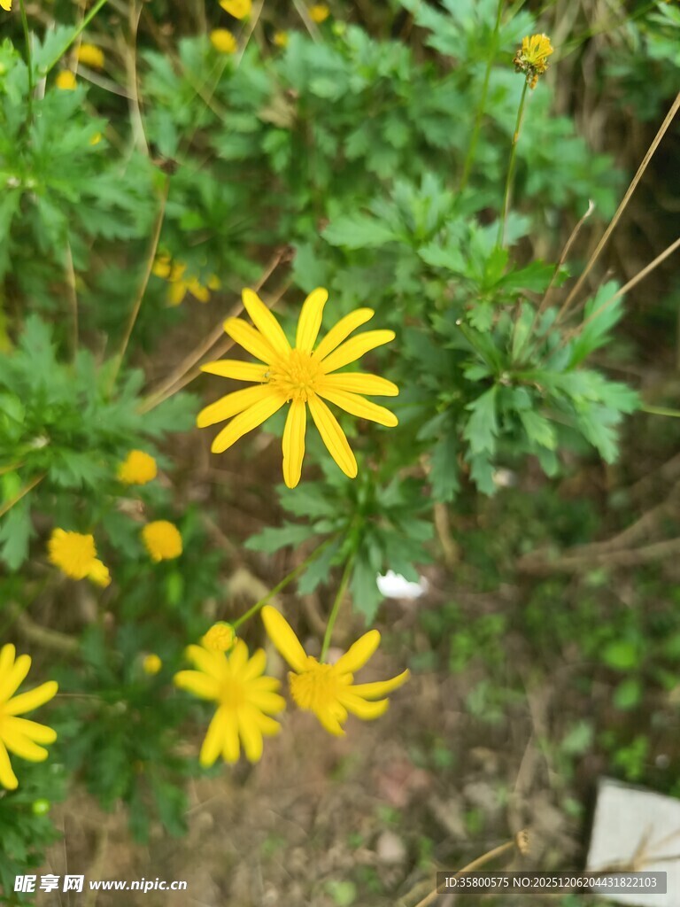 黄色小花绽放于绿叶间