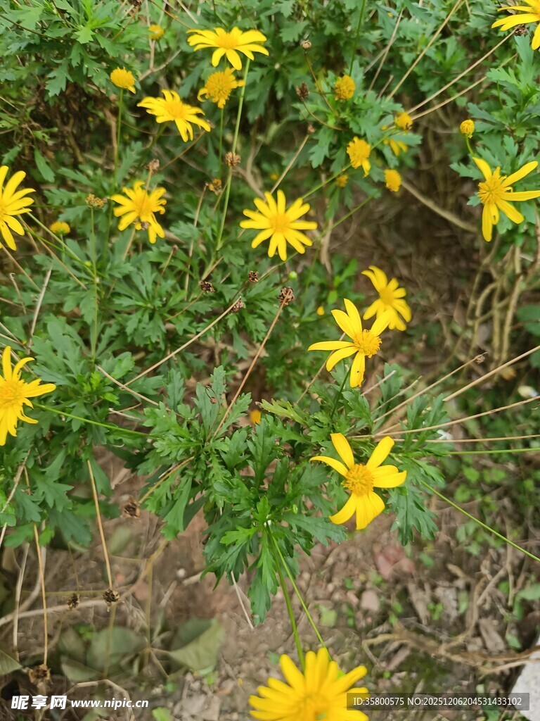 黄色小花绽放于绿叶间