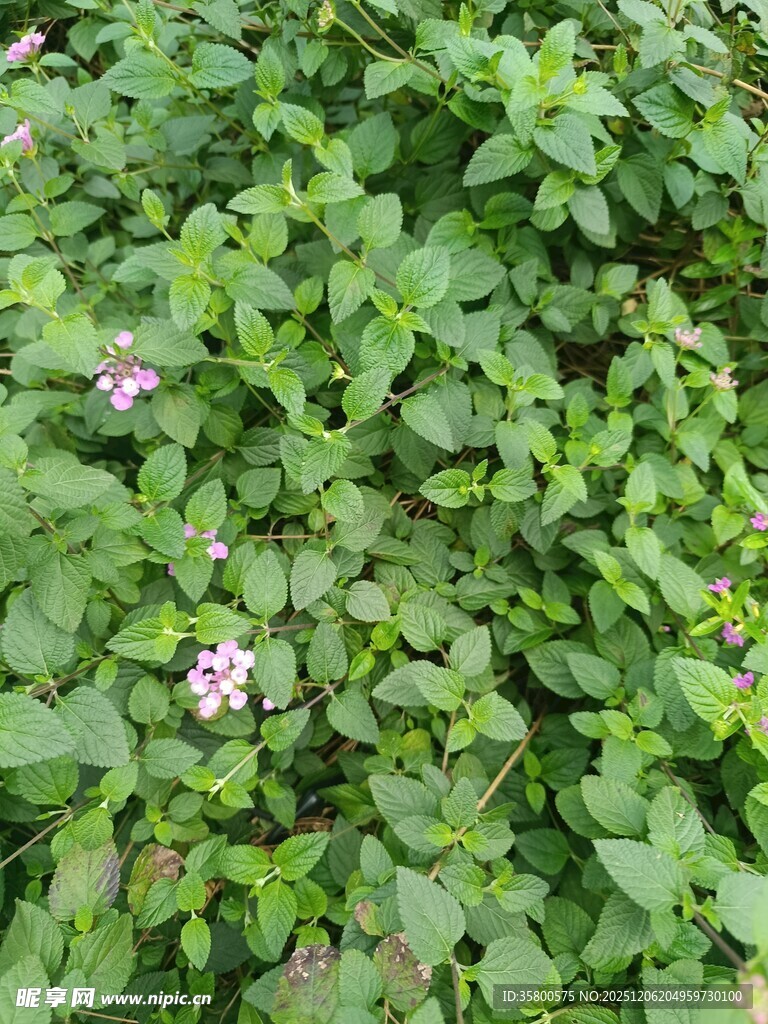 绿叶丛中的粉色小花