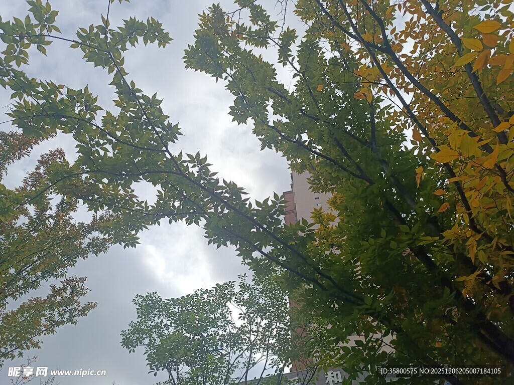 仰视秋日树林美景