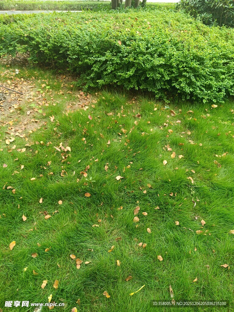 翠绿草坪与周边绿植景观