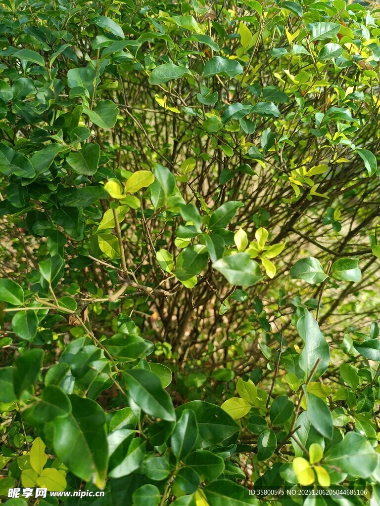 绿叶黄花交织的植物景观
