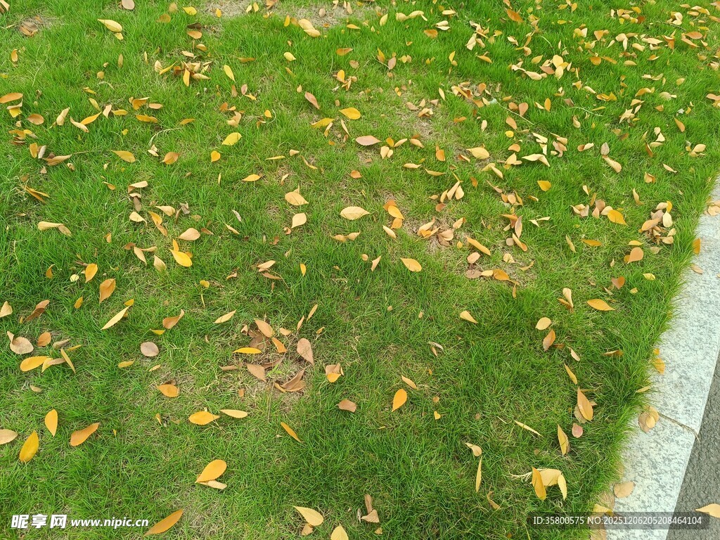 草地上散落的金黄树叶