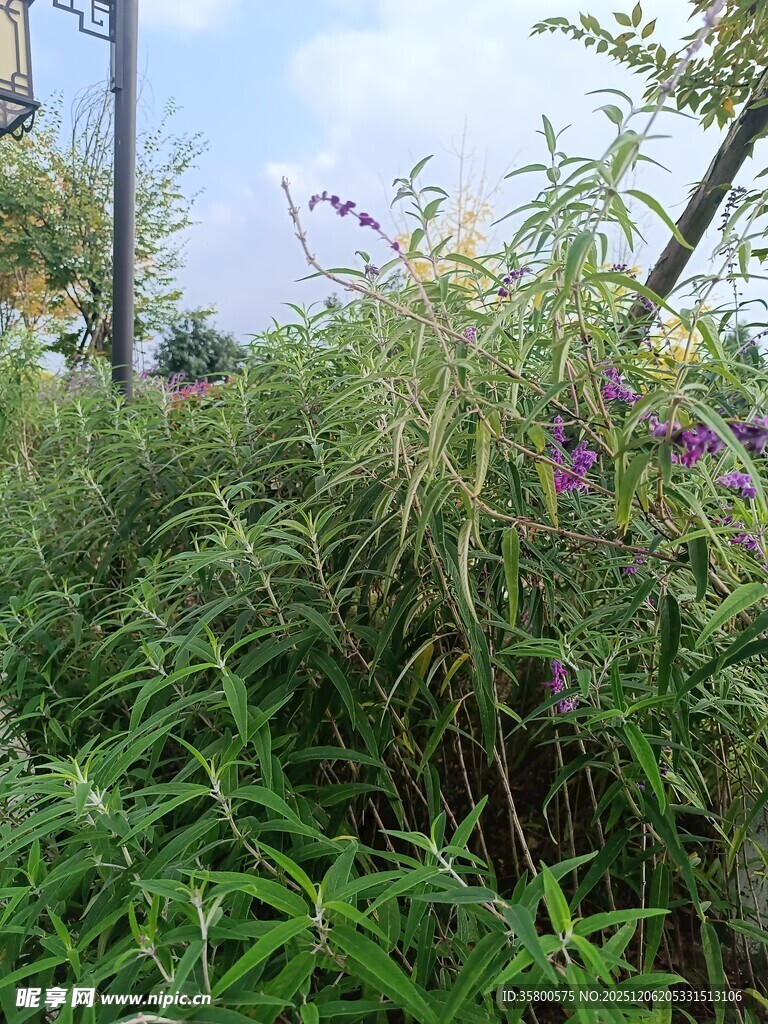 繁茂绿植中的紫色花卉
