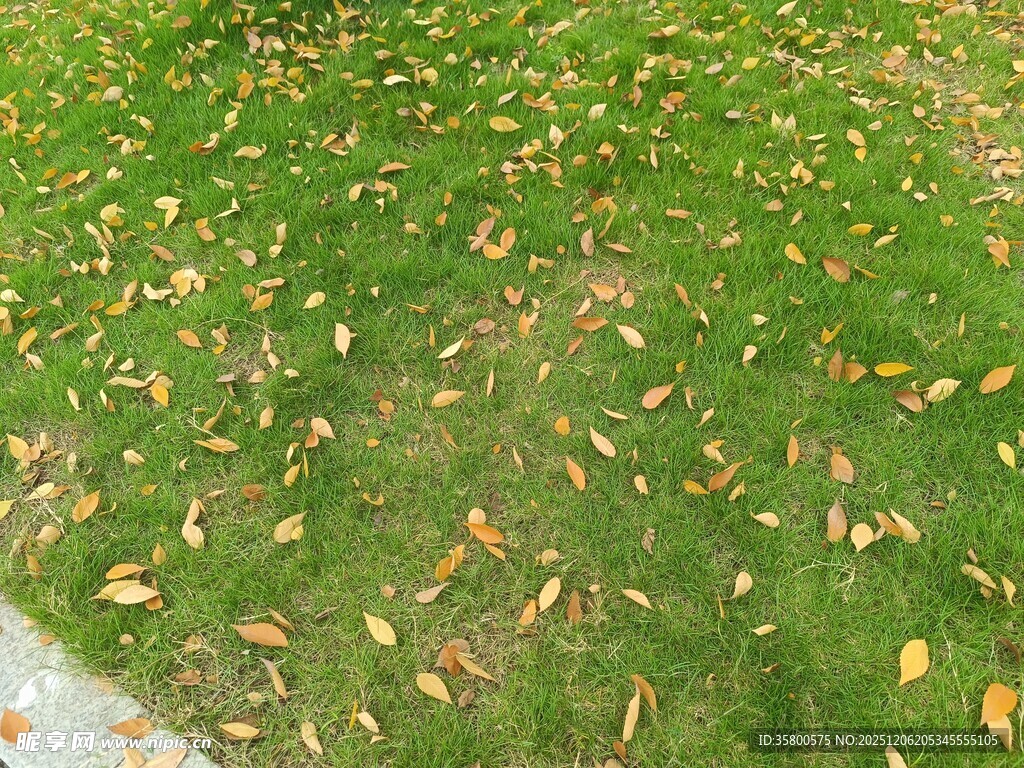 草地上散落的金黄树叶