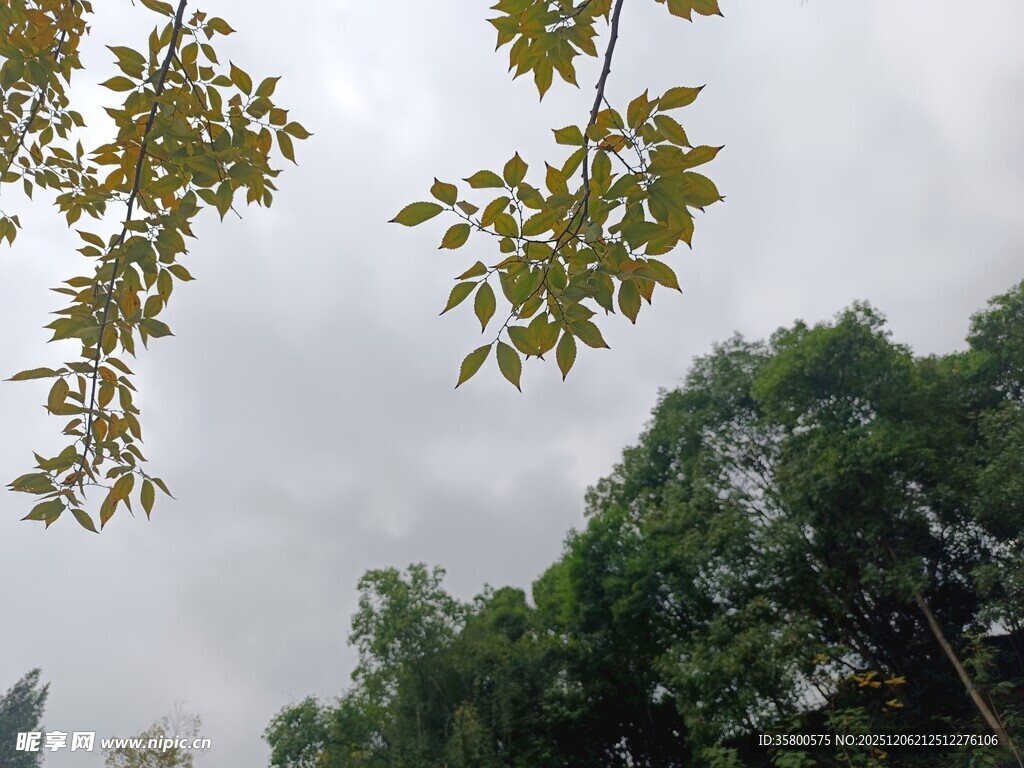 枝叶繁茂的绿树景观