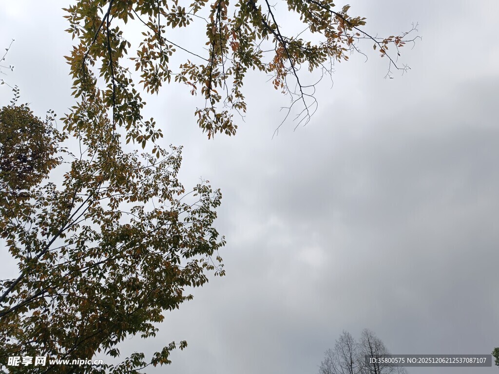 仰视树冠与阴沉天空