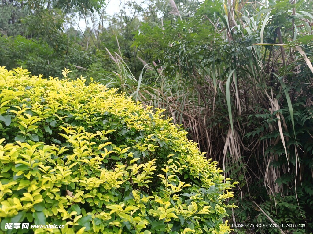 黄色花丛与茂密草木