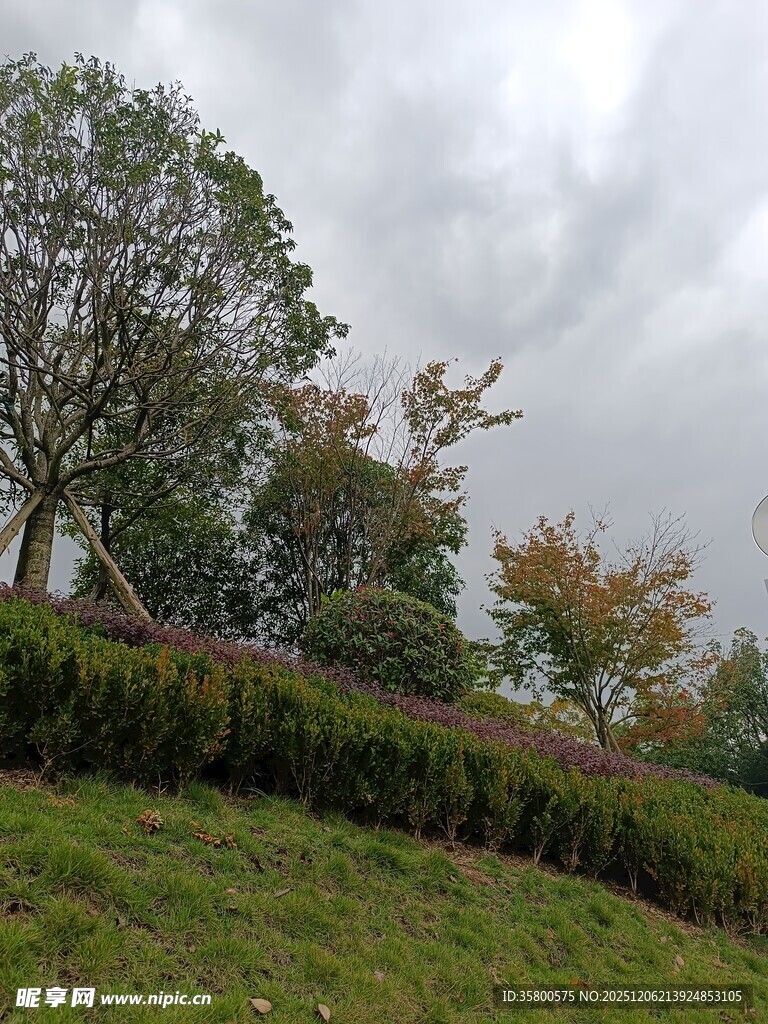 户外绿意盎然的自然景致