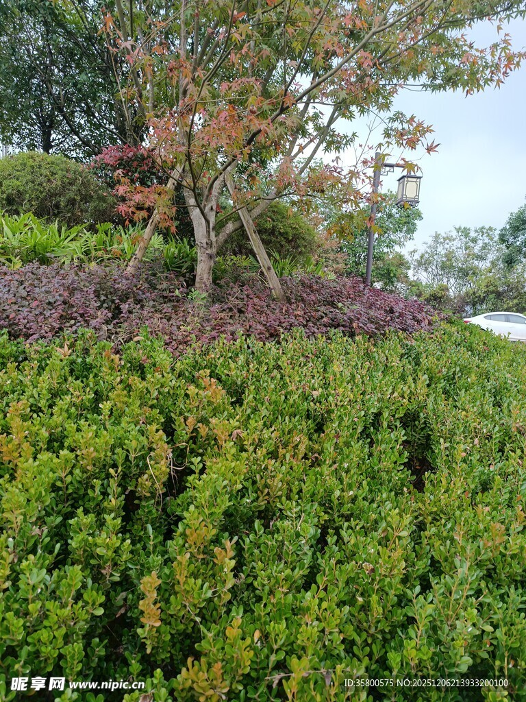 繁茂绿植景观