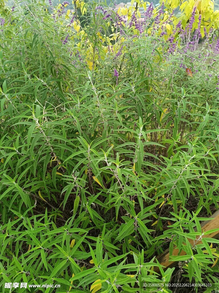 野外繁茂的绿色植物景观